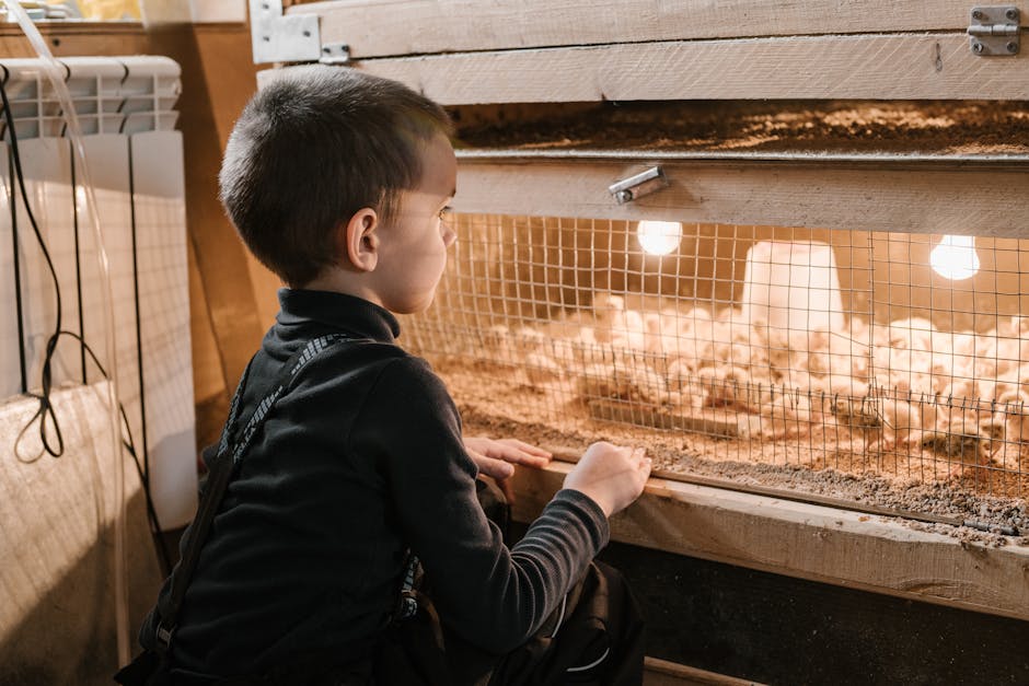 A young boy with short dark hair, wearing a black jacket, is kneeling on the floor inside a home, observing a group of small chicks inside a wooden brooder box. The brooder is elevated on a wooden stand and enclosed with a wire mesh at the front to provide ventilation and prevent the chicks from escaping. Inside the brooder, the chicks are pecking at bedding material, illuminated by warm, orange-toned lighting from underneath a small heat lamp. Adjacent to the brooder, a radiator and some electrical cables are visible, indicating a domestic setting. The scene appears to be part of a home uplift and packing process, possibly related to a house move or relocation, with the focus on indoor space preparation and animal care during moving. This image illustrates the careful handling and transport considerations involved in residential relocations, especially when moving live animals or poultry.