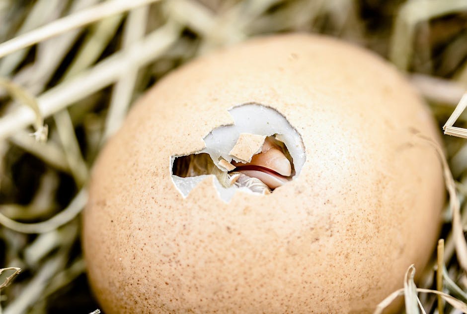 A close-up image of a beige eggshell with a large, irregular hole in the top, revealing the shell's interior and a small chick’s beak peeking through. The eggshell is placed on a bed of pale, dry straw or hay, typical of a nest environment. The surrounding straw is scattered around the shell, creating a natural, rustic setting. The lighting is soft and diffused, highlighting the texture of the eggshell and the straw. This photo visually captures the moment of hatching, illustrating the early stage of a chick emerging from its egg, with the focus on the damaged shell and the emerging chick’s beak, relevant to themes of new beginnings and natural processes in home relocation or packing and moving scenarios.