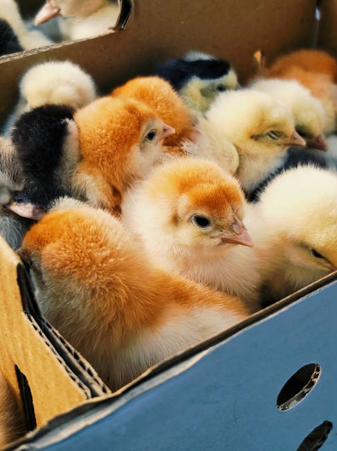 A young boy with short dark hair, wearing a black jacket, is kneeling on the floor inside a home, observing a group of small chicks inside a wooden brooder box. The brooder is elevated on a wooden stand and enclosed with a wire mesh at the front to provide ventilation and prevent the chicks from escaping. Inside the brooder, the chicks are pecking at bedding material, illuminated by warm, orange-toned lighting from underneath a small heat lamp. Adjacent to the brooder, a radiator and some electrical cables are visible, indicating a domestic setting. The scene appears to be part of a home uplift and packing process, possibly related to a house move or relocation, with the focus on indoor space preparation and animal care during moving. This image illustrates the careful handling and transport considerations involved in residential relocations, especially when moving live animals or poultry.