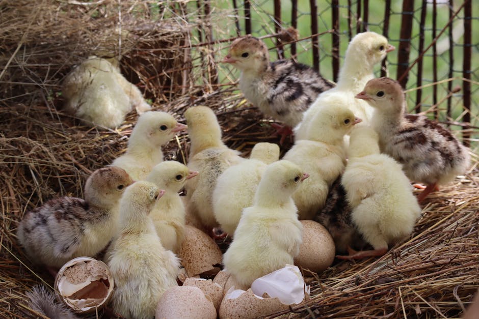 A group of small, fluffy yellow and speckled ducklings inside a nest made of dried grass and twigs, with some eggs and broken eggshells scattered around. The ducklings are gathered closely together, with some standing and others sitting among the nesting materials. The scene appears to be set in an outdoor environment, possibly in a rural or farm setting, with natural lighting. This image relates to early stages of bird incubation and hatch, relevant to discussions about animal care or wildlife, but is not directly related to house removals or moving services offered by Man with Van Colney Hatch.